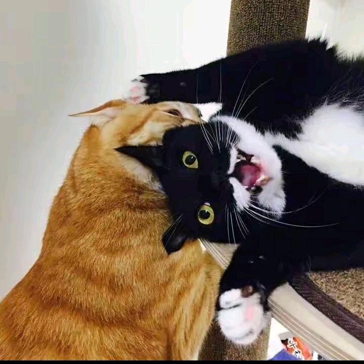 净心