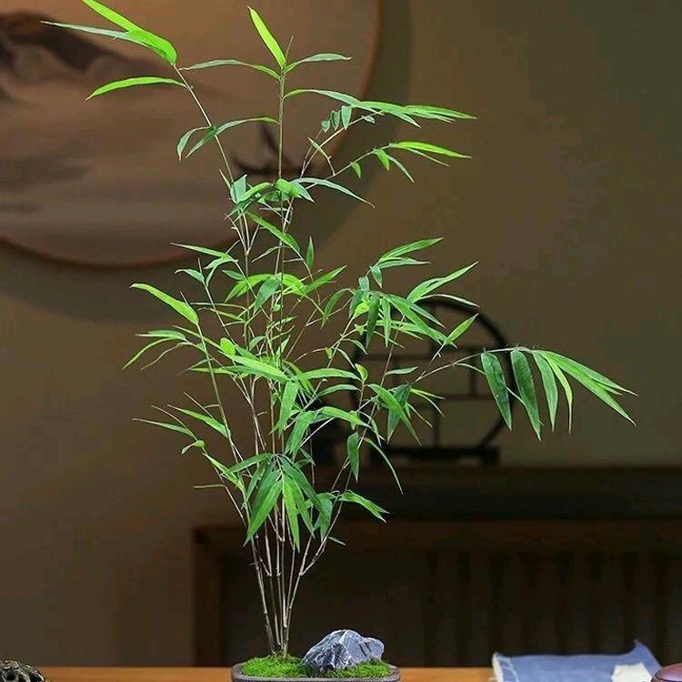 兰竹雅苑