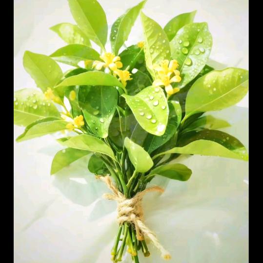 ❤家和万事兴🍎