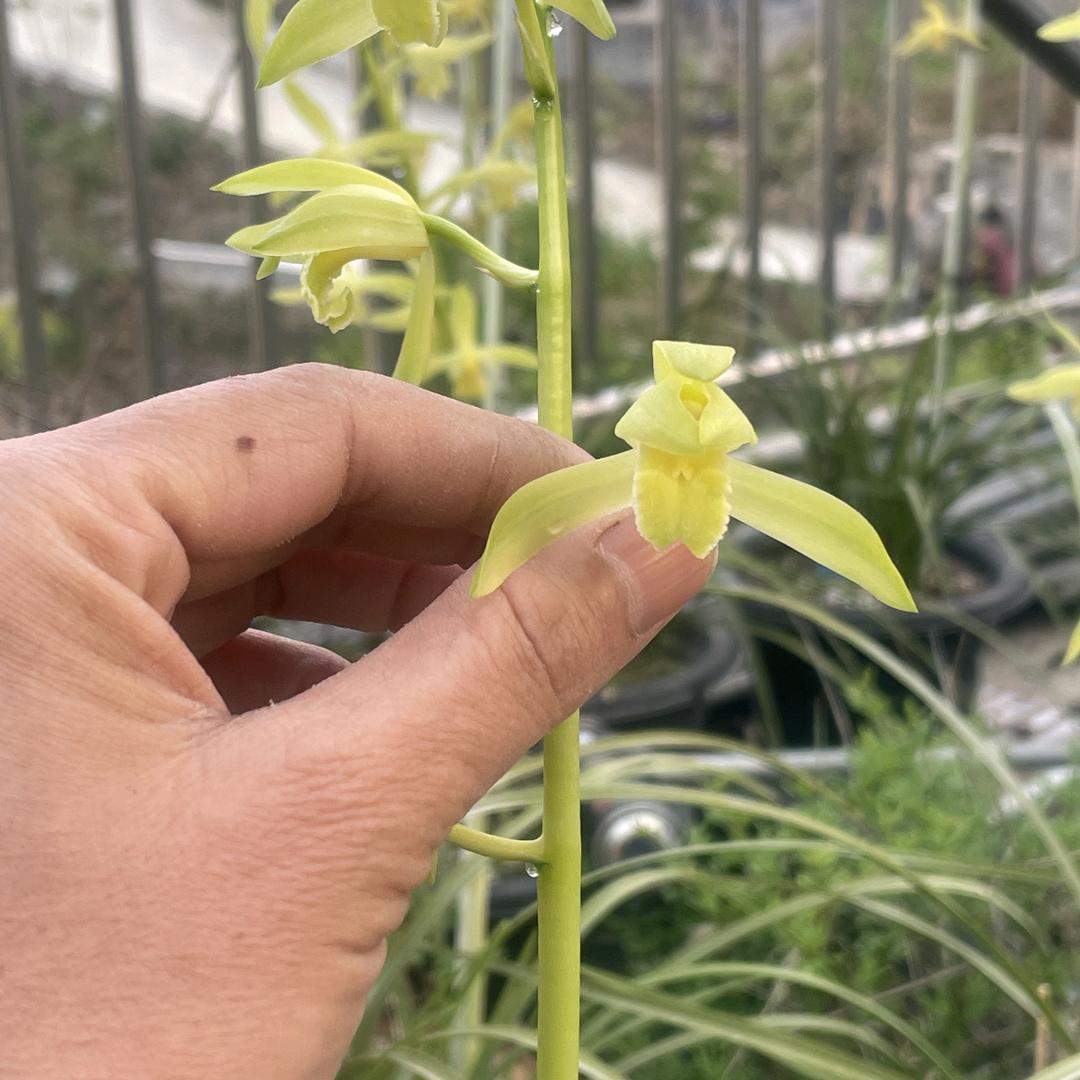 秦岭鸿运兰苑  宋哥