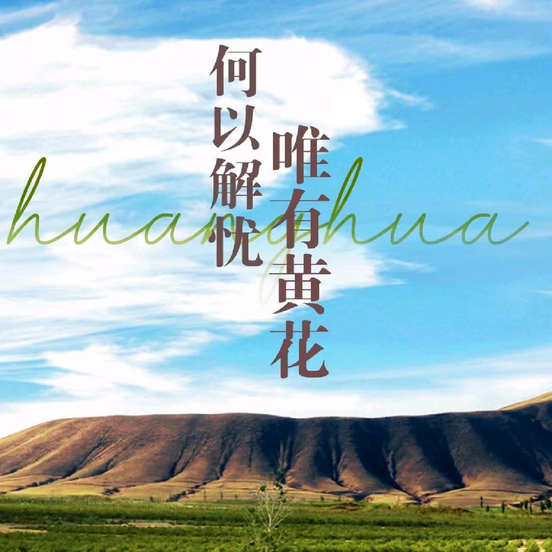 黄花菜种苗猛子花种植基地