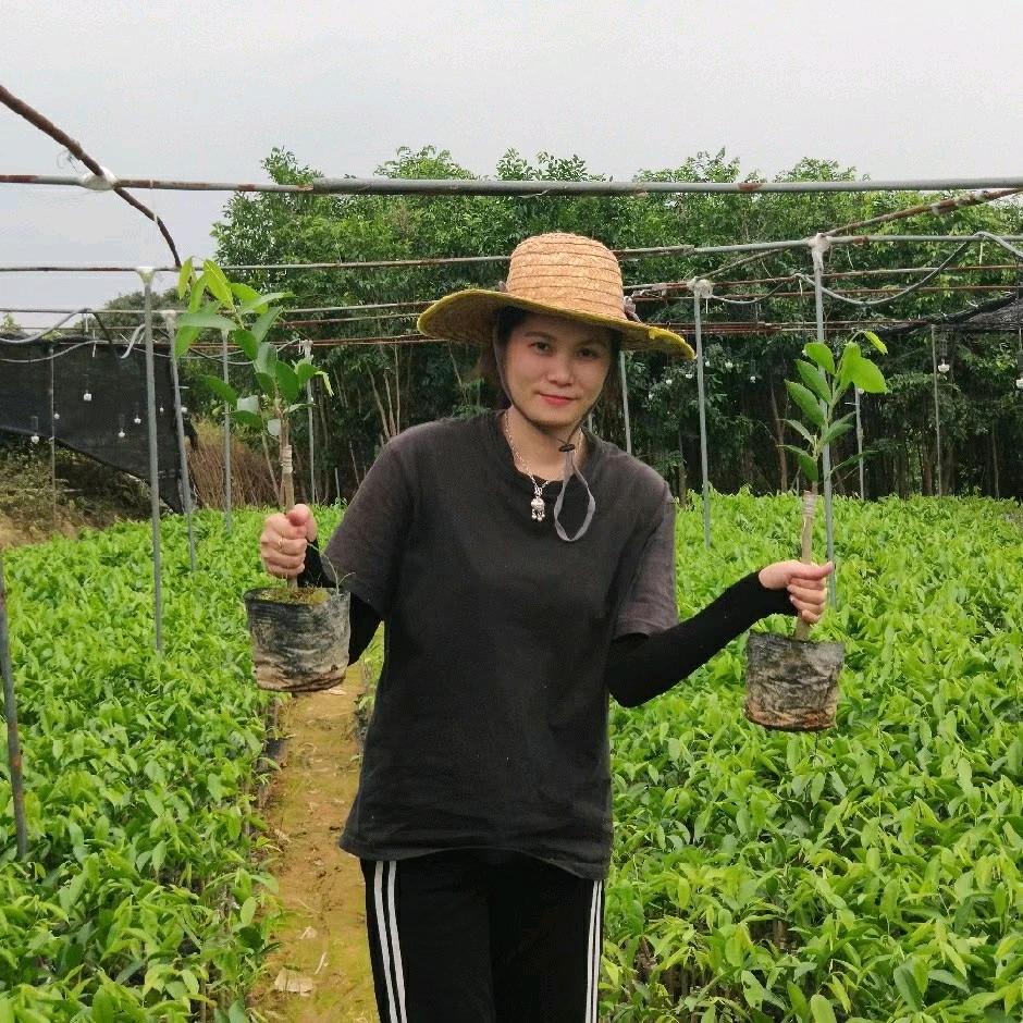 阿明沉香（诚信经营优质苗）