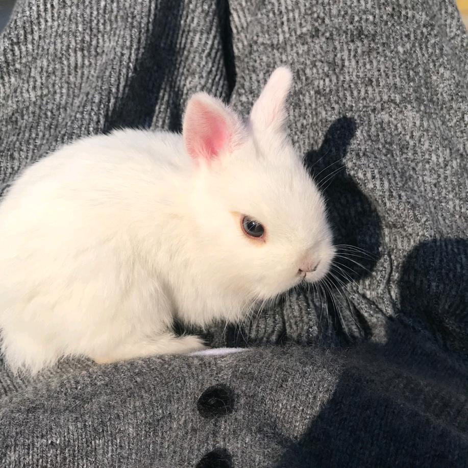 我的兔子眼睛是蓝色的