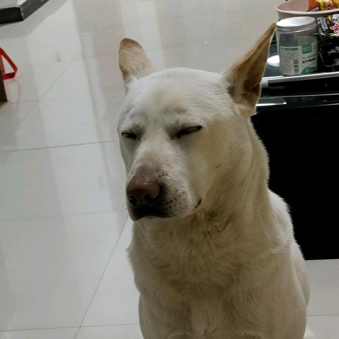 嘤嘤怪嘤嘤嘤