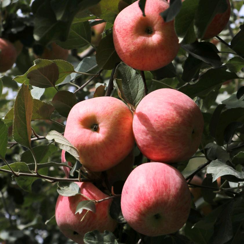 吧嗒嘴新疆特产