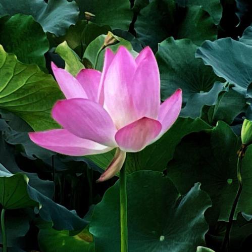 星光不负赶路人 🌟