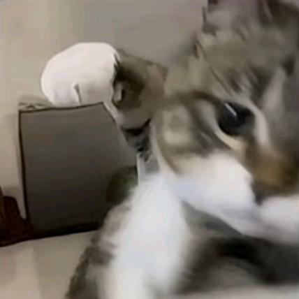 别說再见.𓆟𓆡