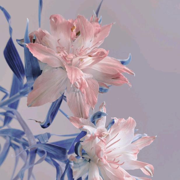 待到山花烂漫时