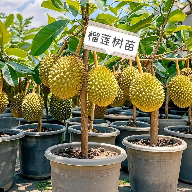 花果山大王