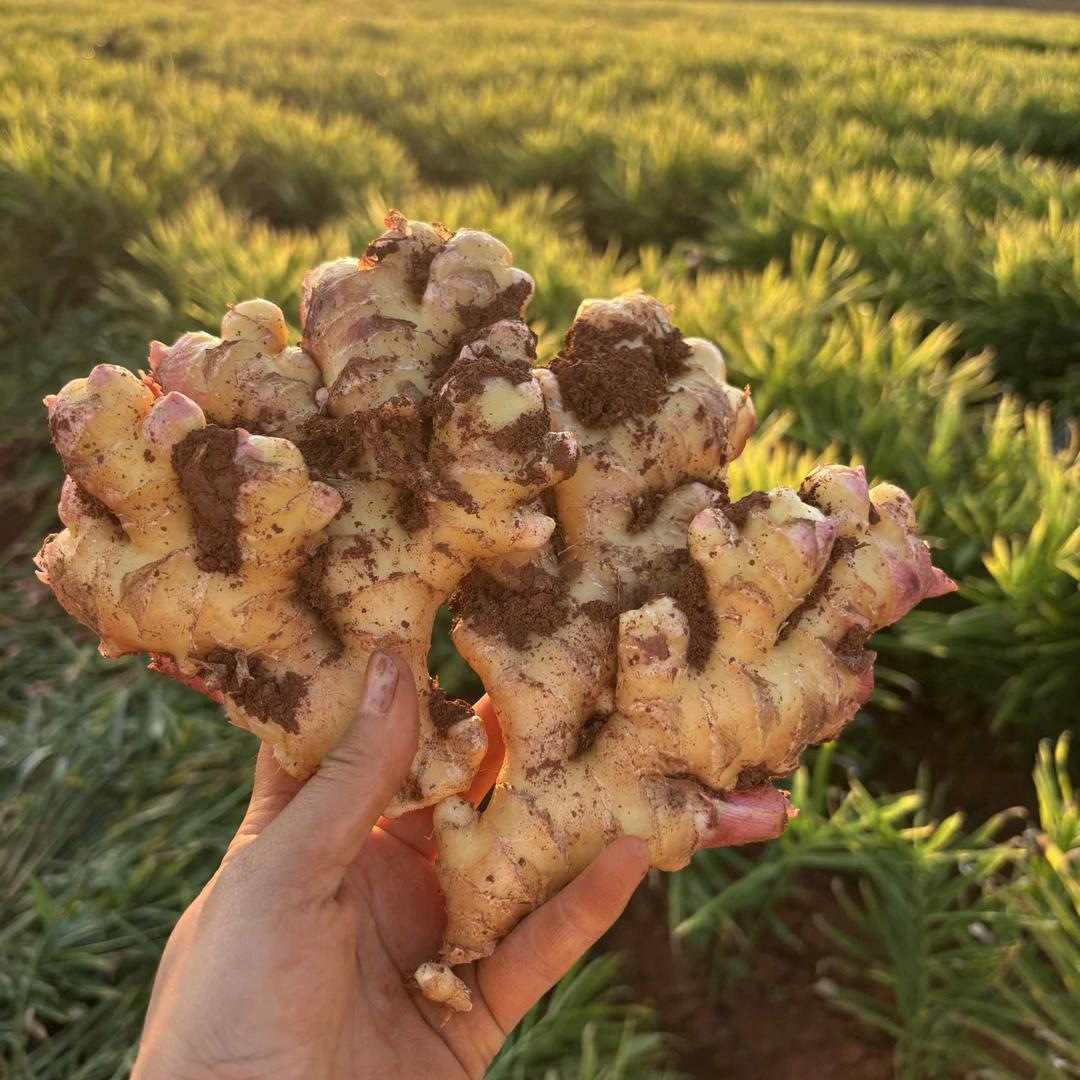 云南小黄姜（产地直发）