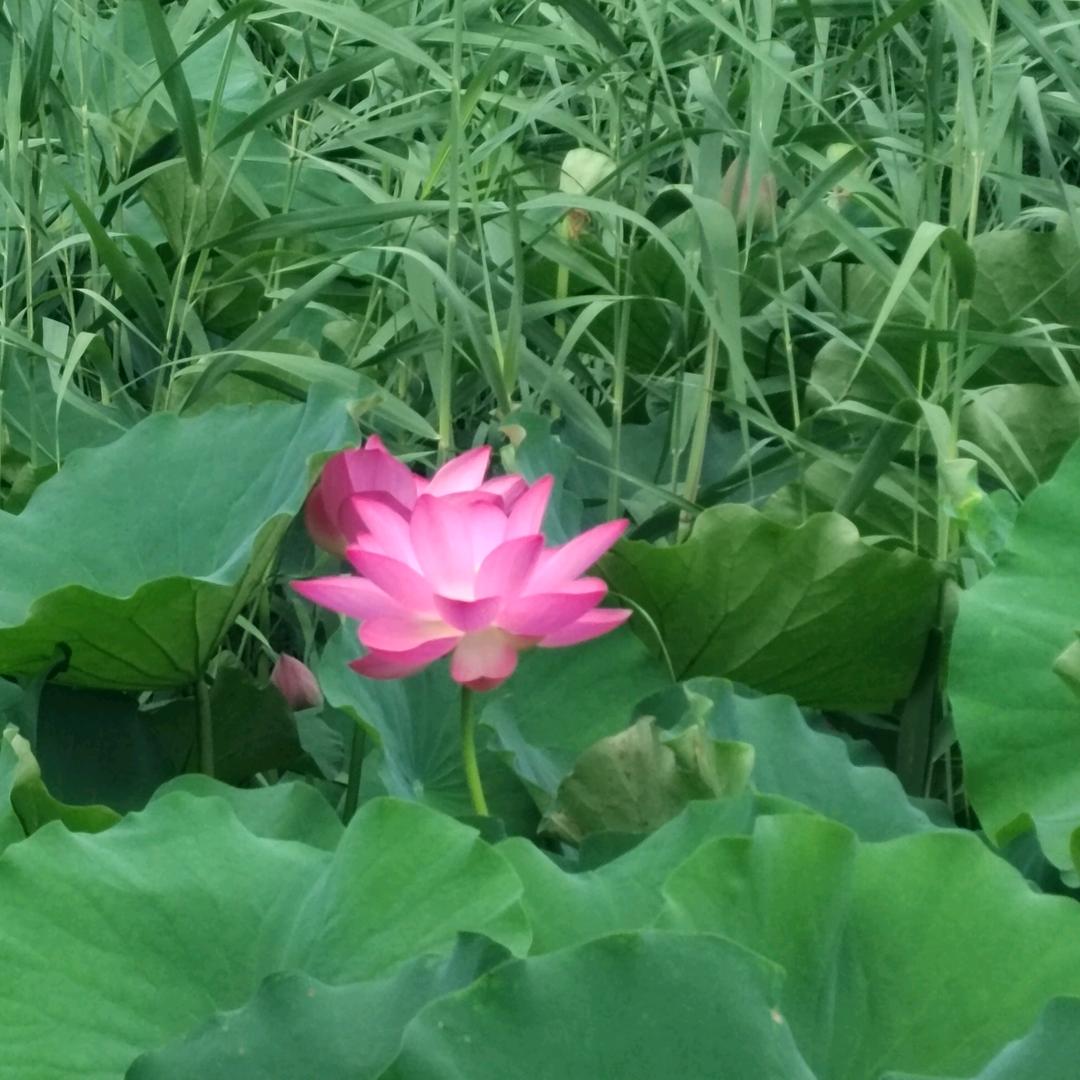 AA