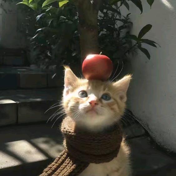 小琪