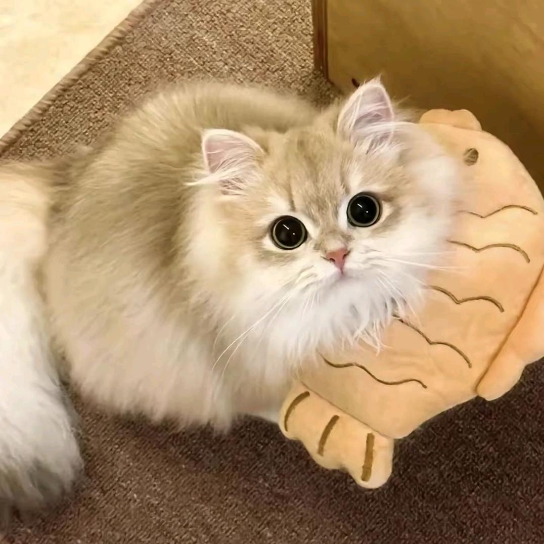 猫咪宝宝