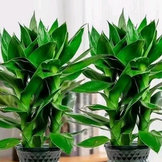 爱你的心🎤🎤