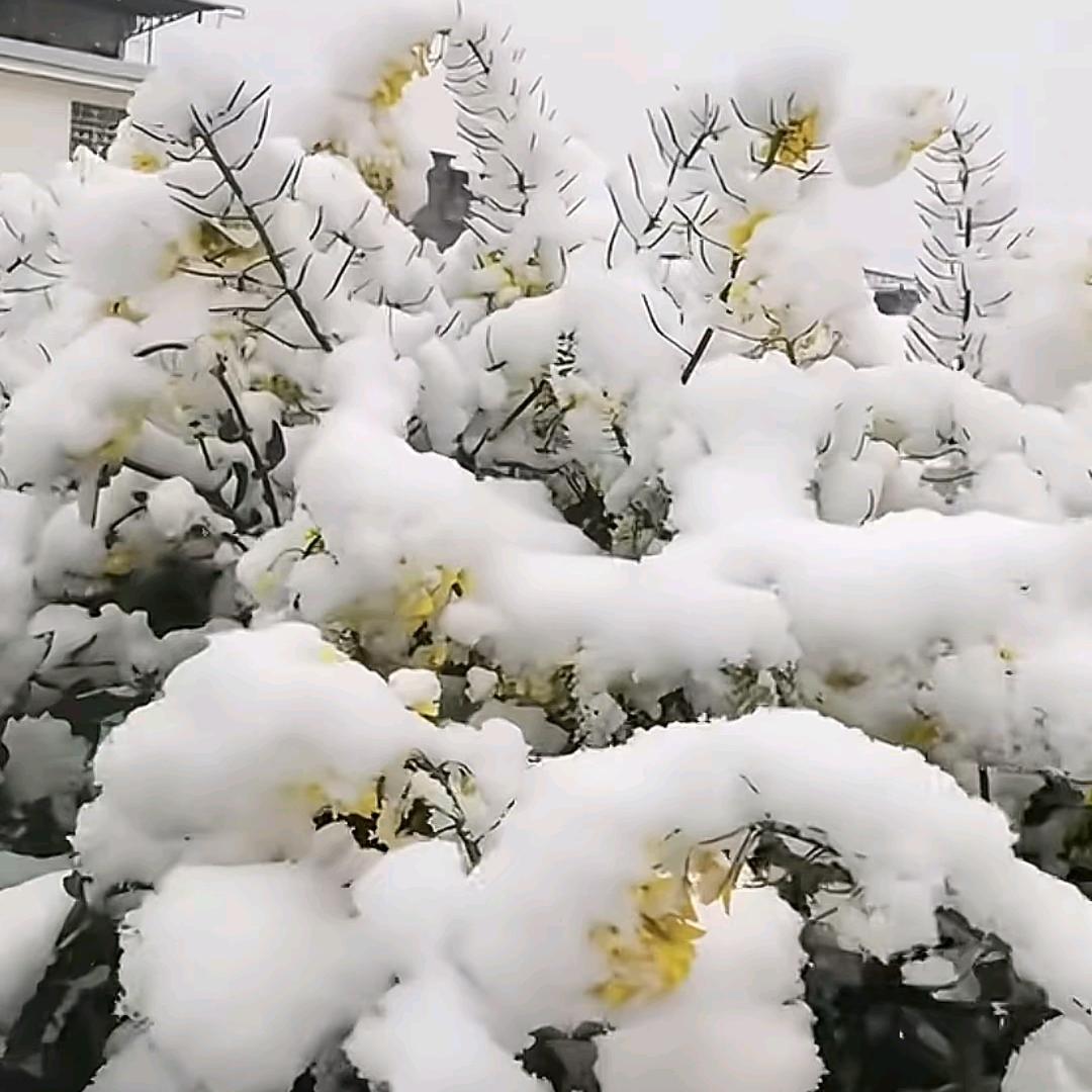 酱油文化