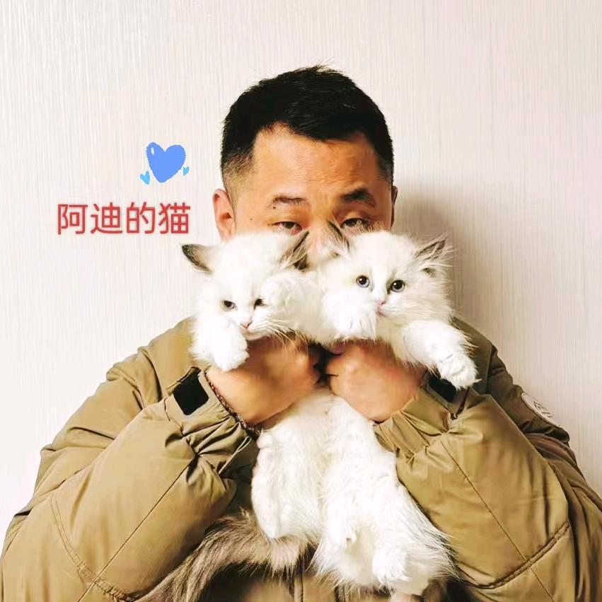 阿迪的猫🐱（售小猫崽）