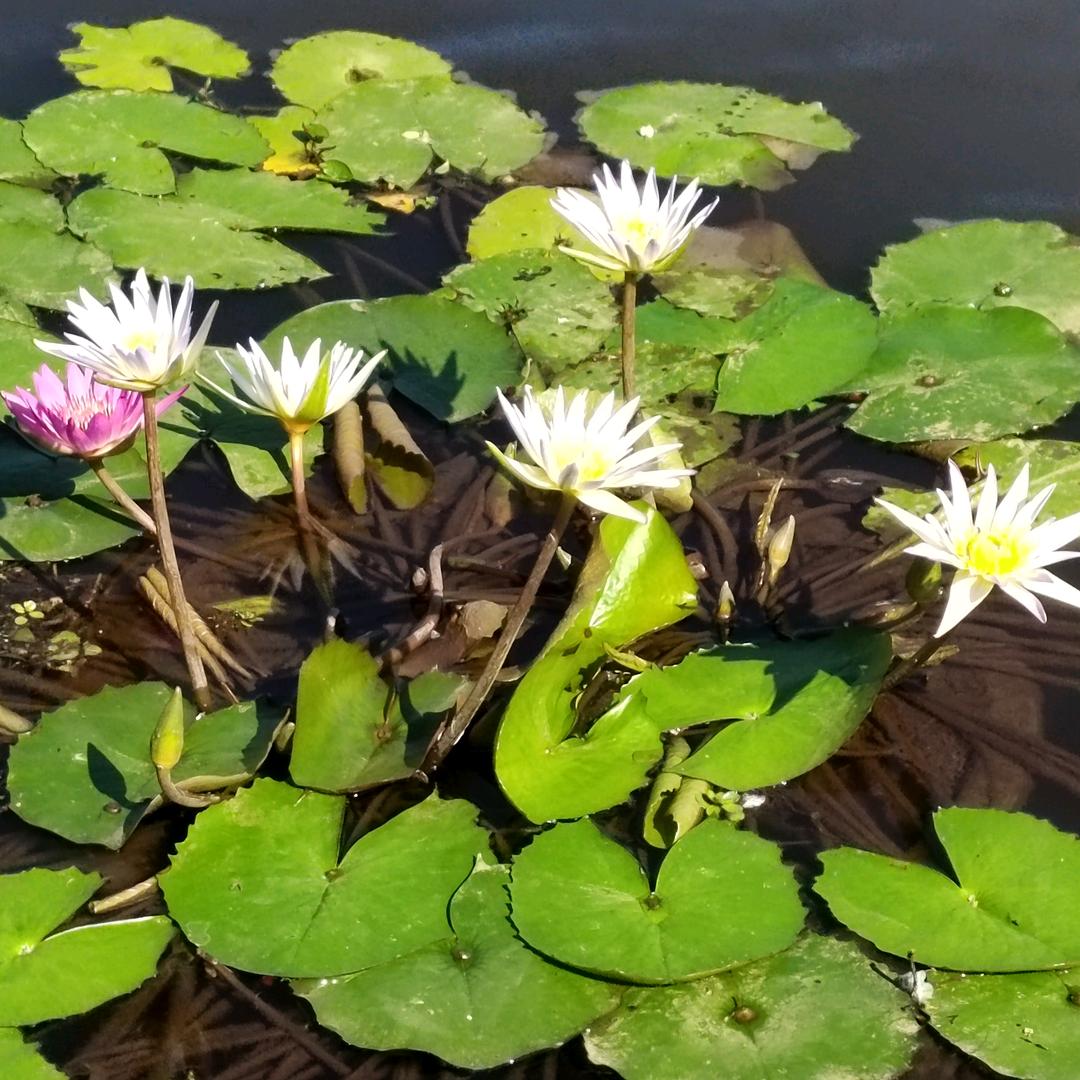 流缘似水