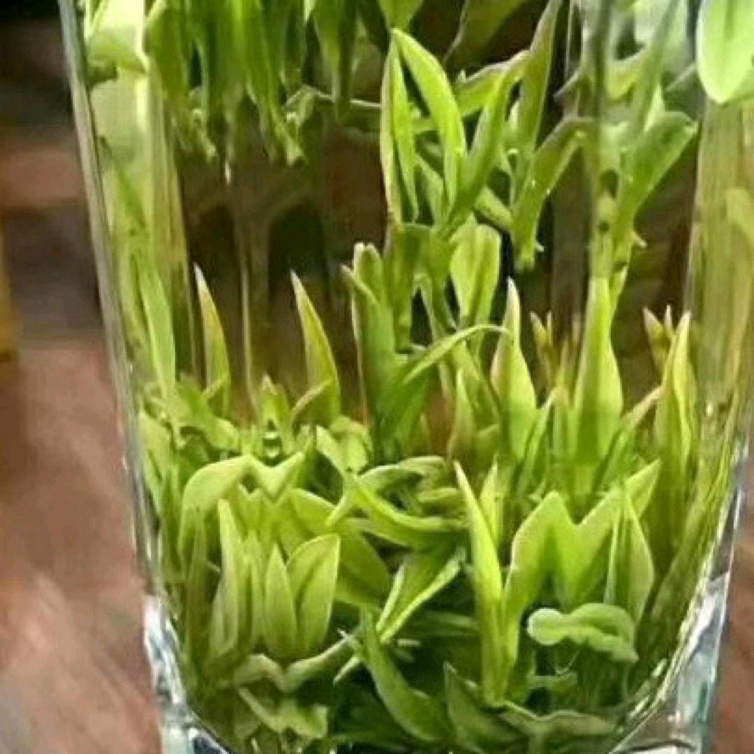 皖桐城小花《花》茶