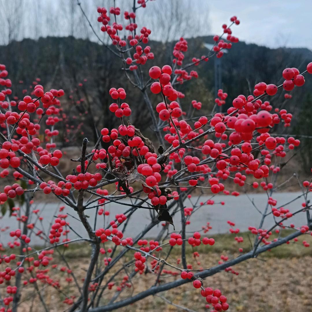 激素🏎️奥5⃣️🔟🇨🇦