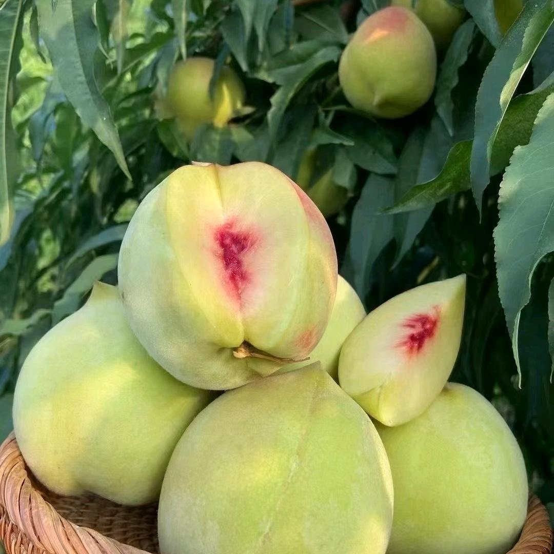 强记鹰嘴蜜桃甄选