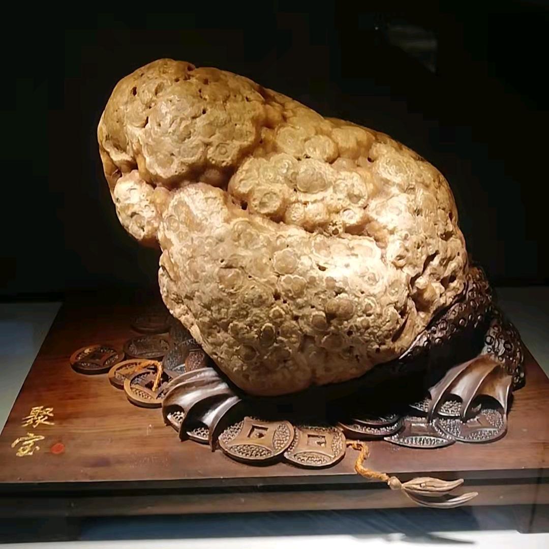 马哥训鸟（玩石）