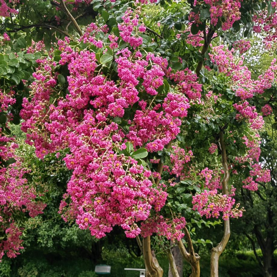 阳光