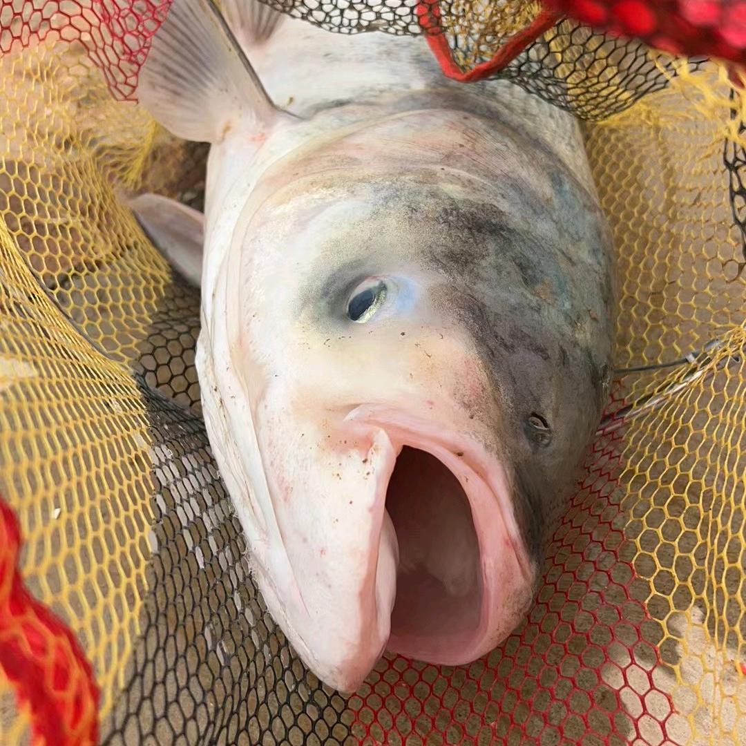 爱钓鱼