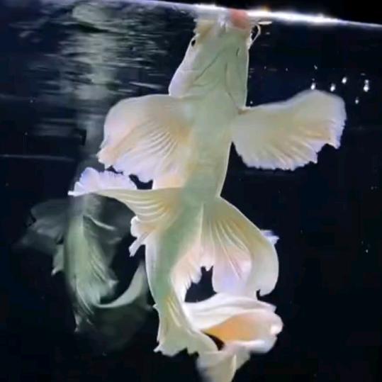 森森蝴蝶鲤