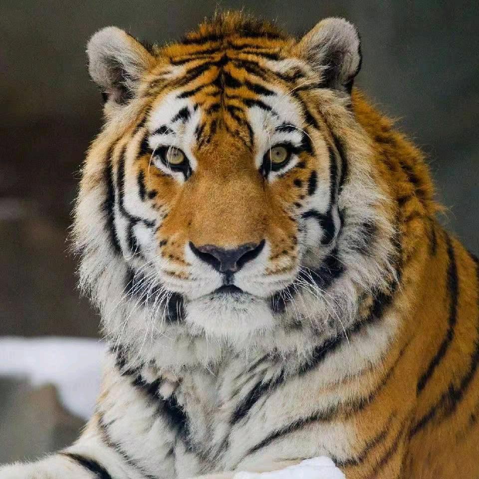 狗市淘宝贝（互关）