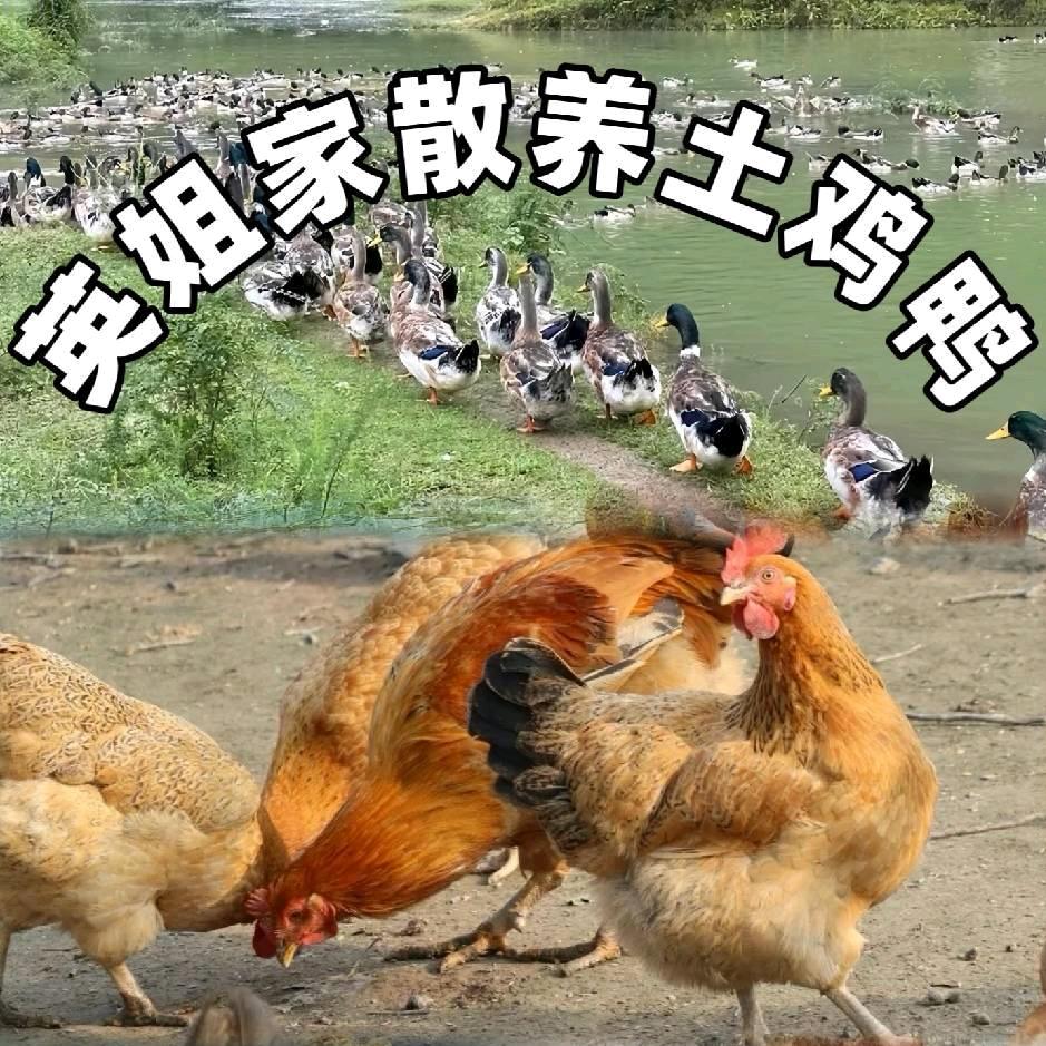 英姐家散养土鸡鸭