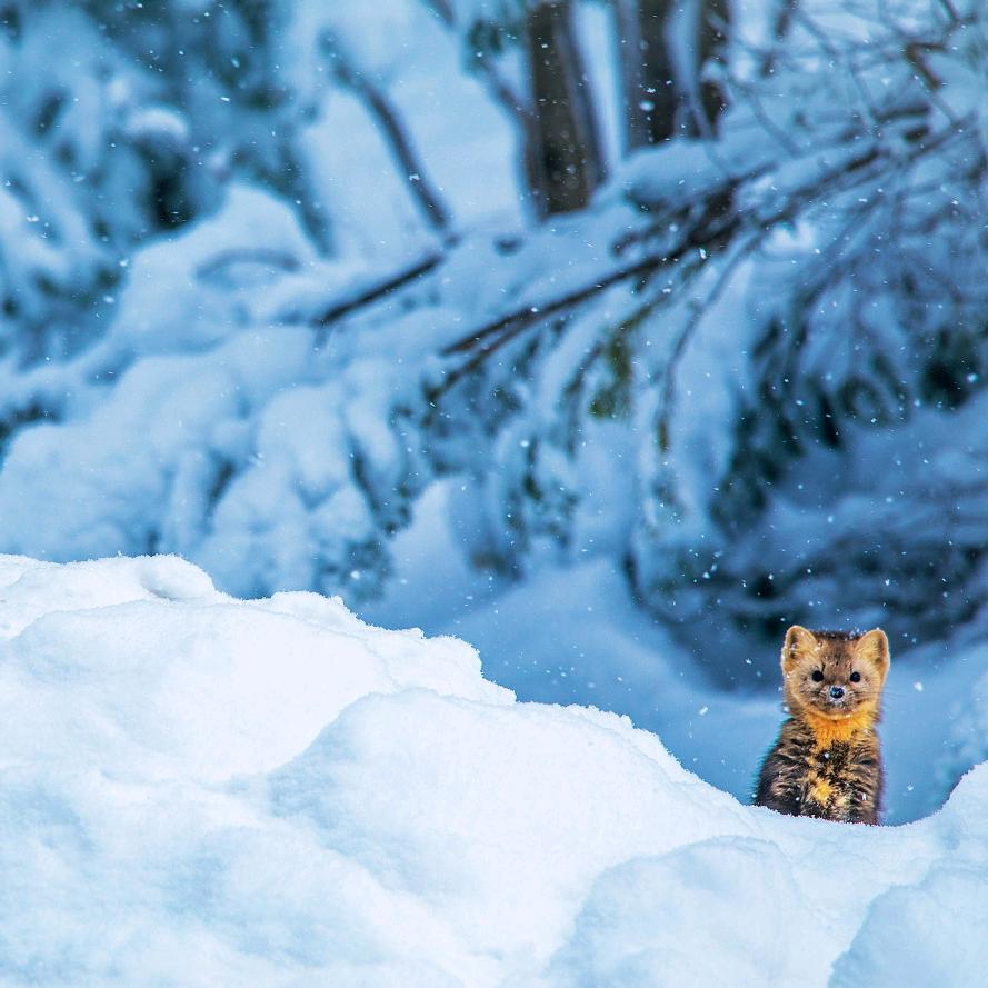 公基老师～珠穆朗玛的雪