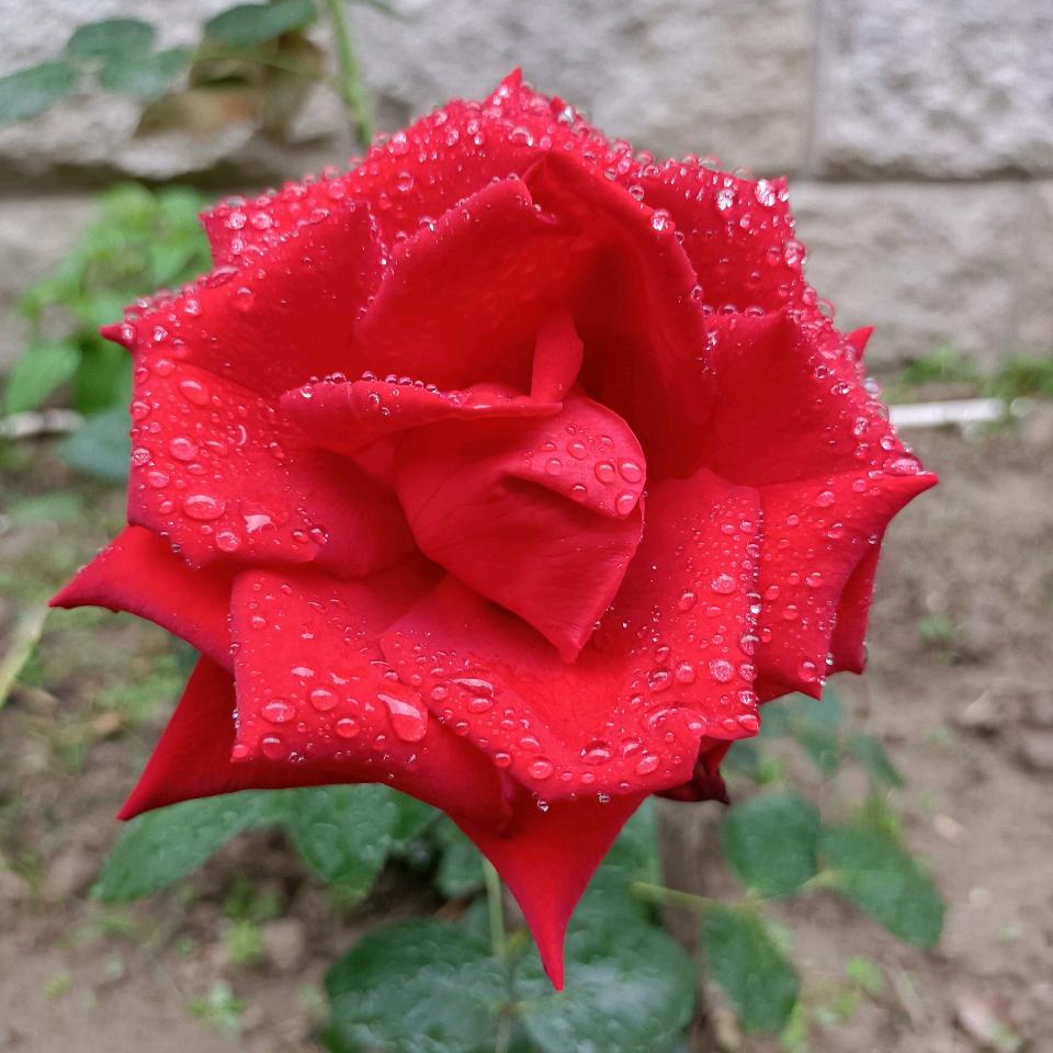燕语花香💕