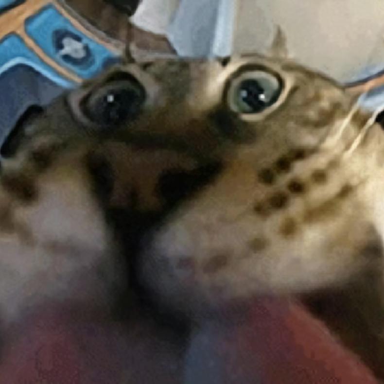 VEX1