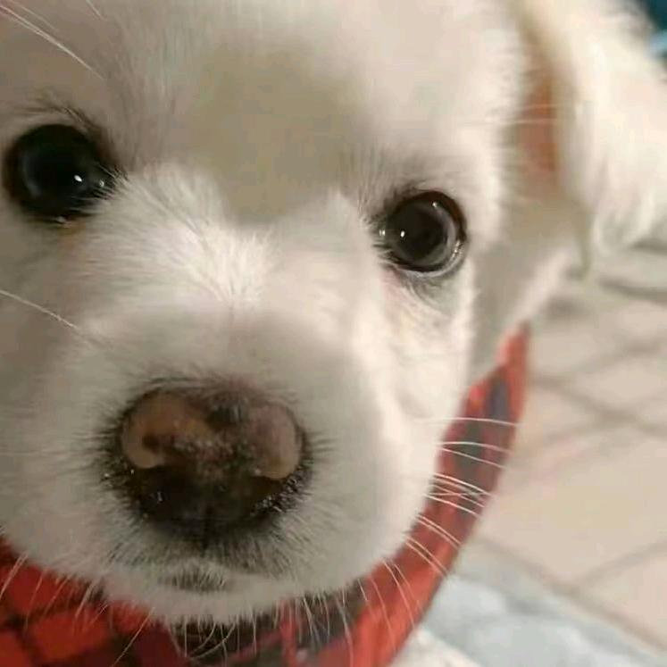 西伯利亚种西蓝花