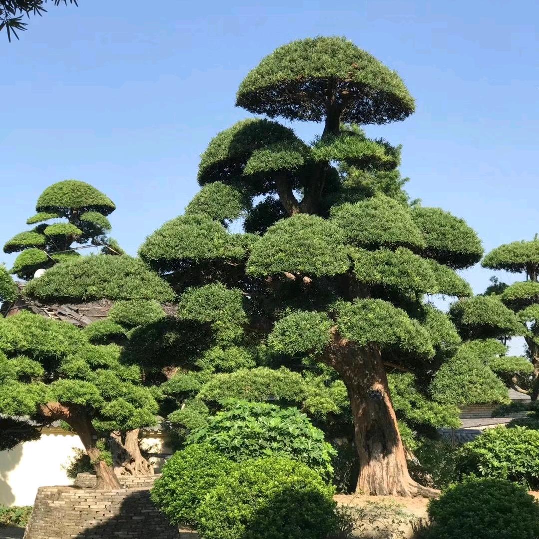 龙洋@