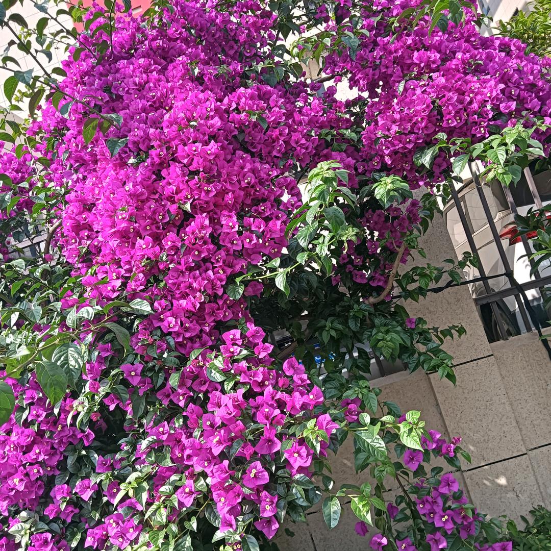 小小