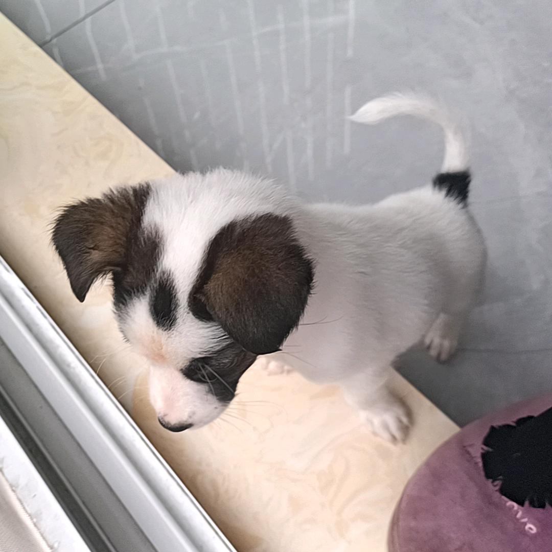狂森