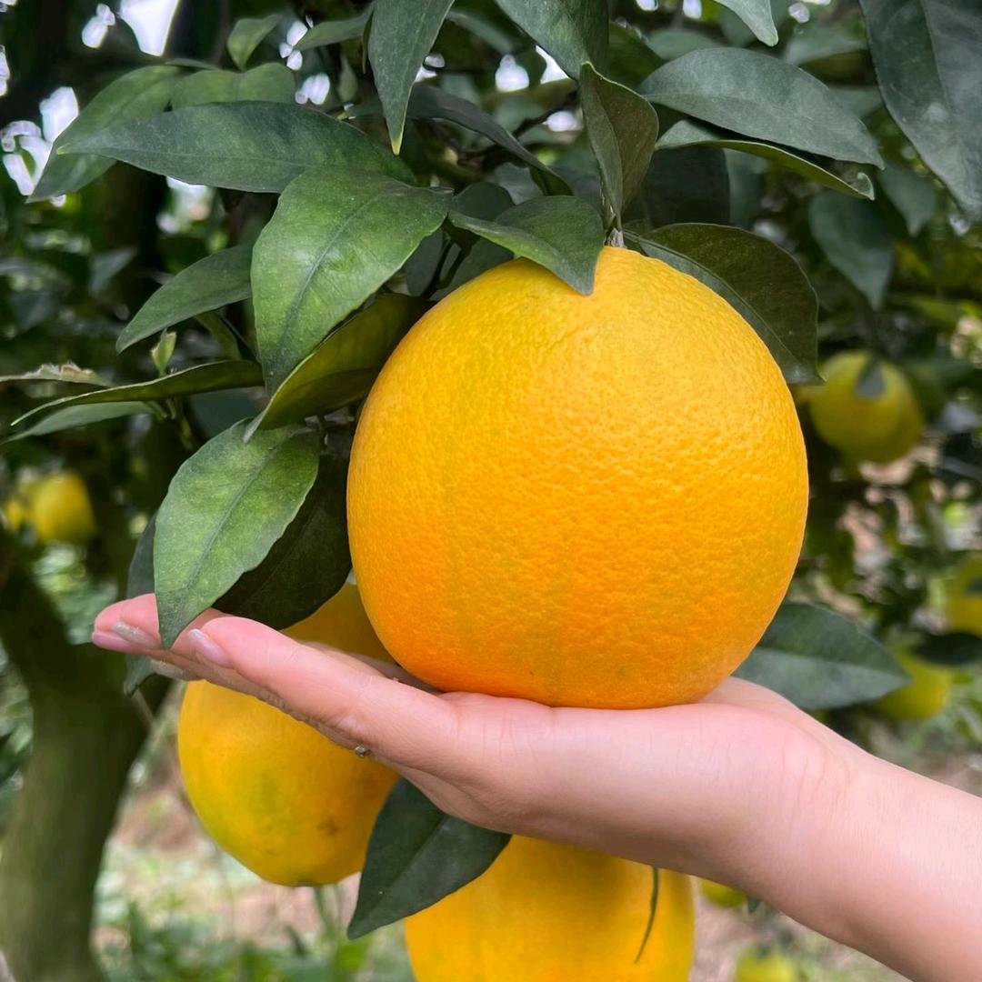 于都篆乾农产品