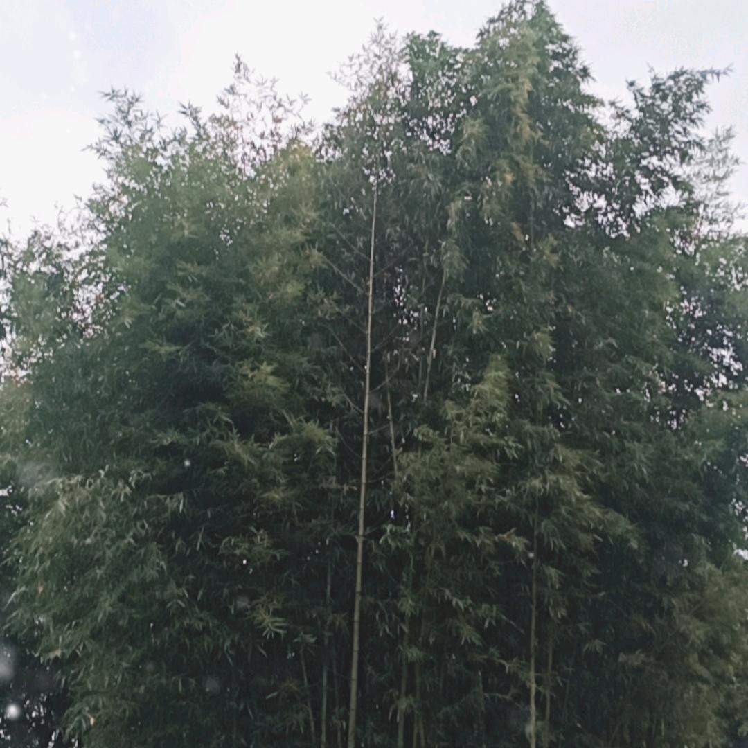 无聊人玩抖音