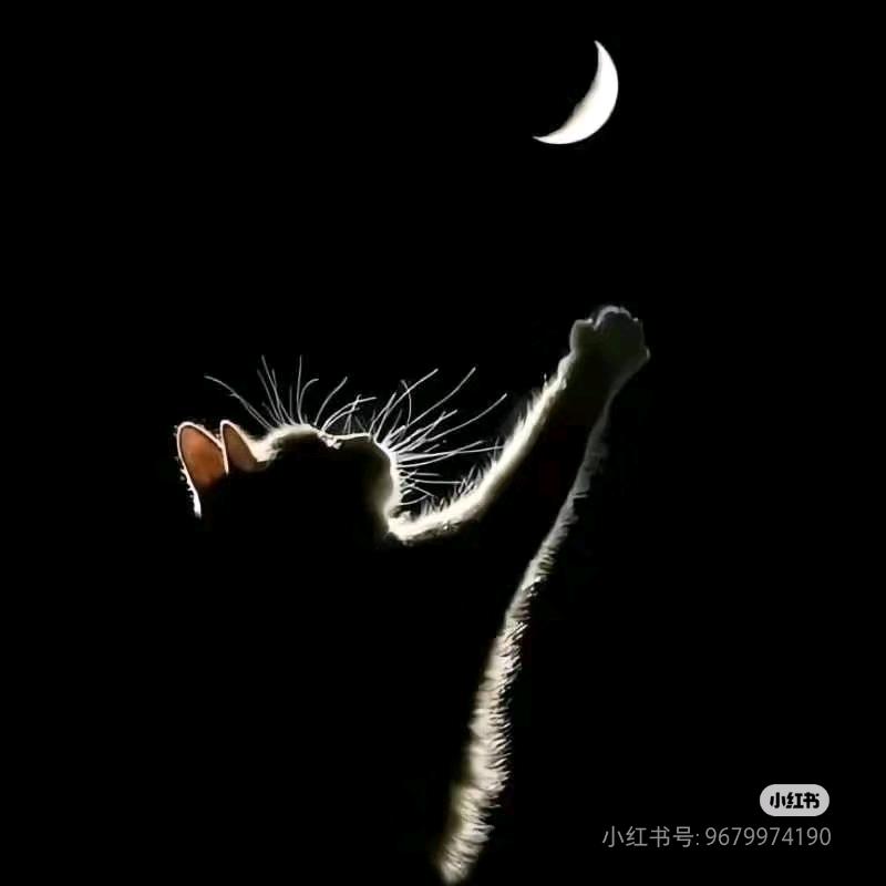 ☆淡念☆