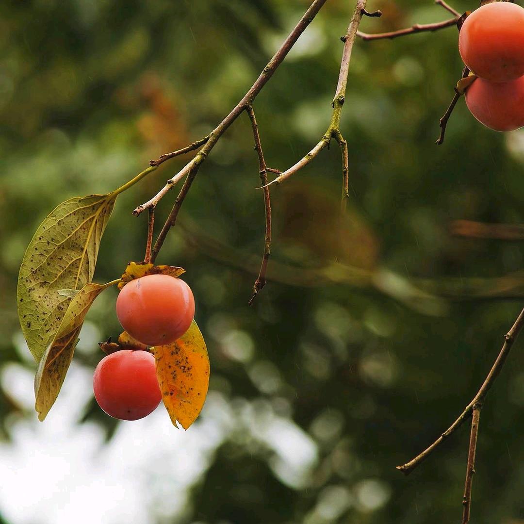 🍵 葫芦雪🌨️