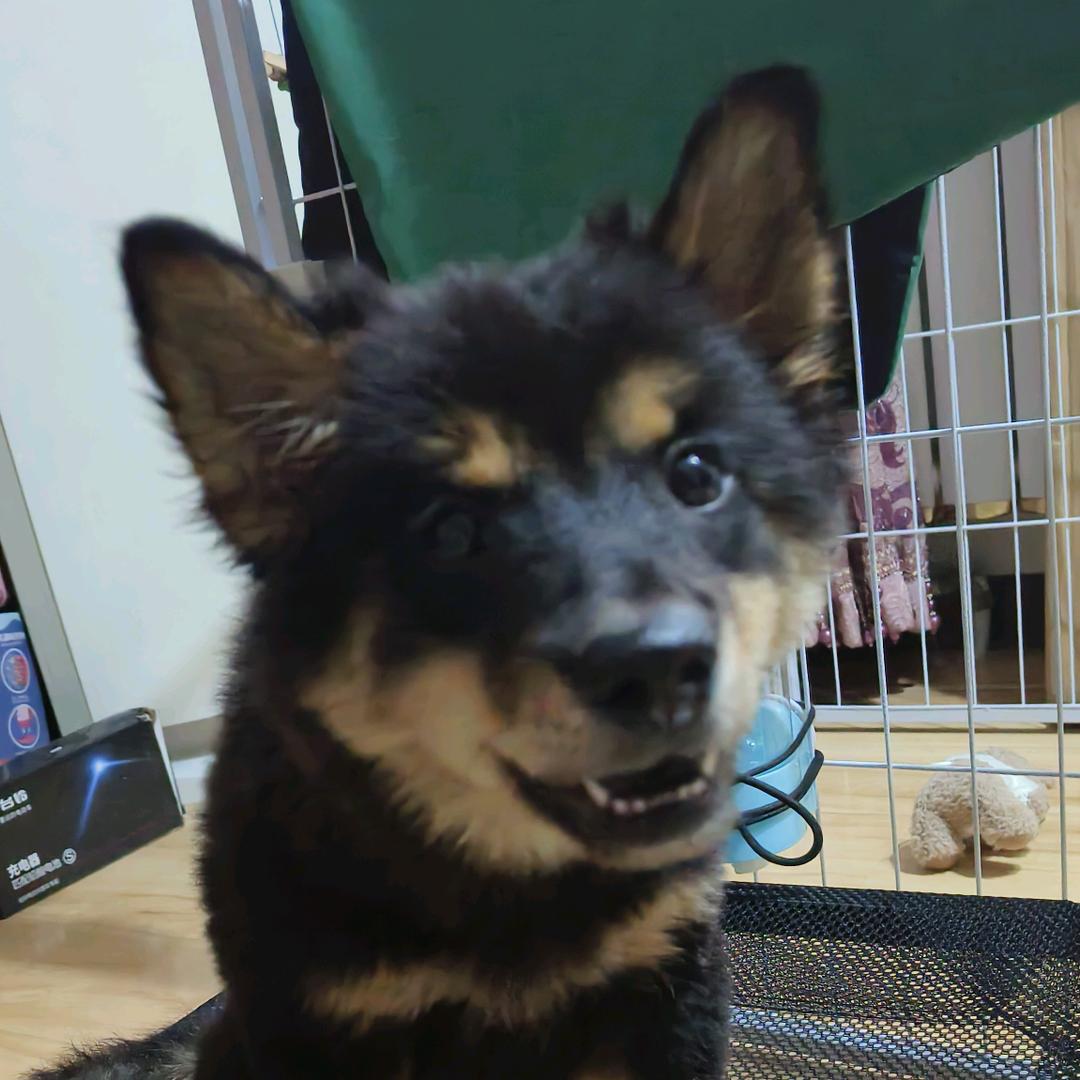 壮壮