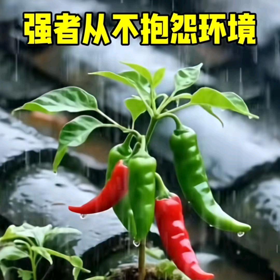A微笑