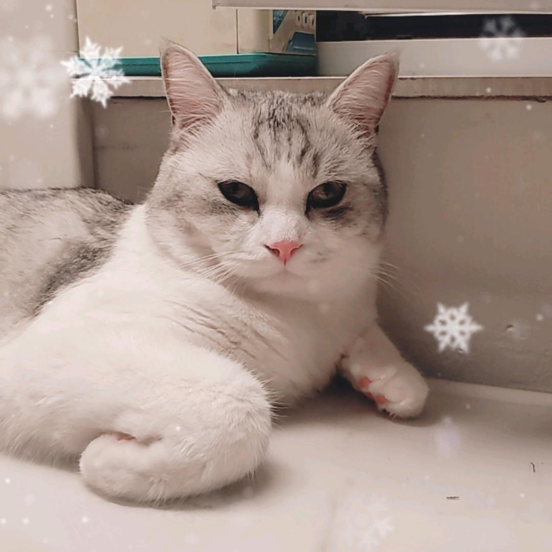 国画小猫咪