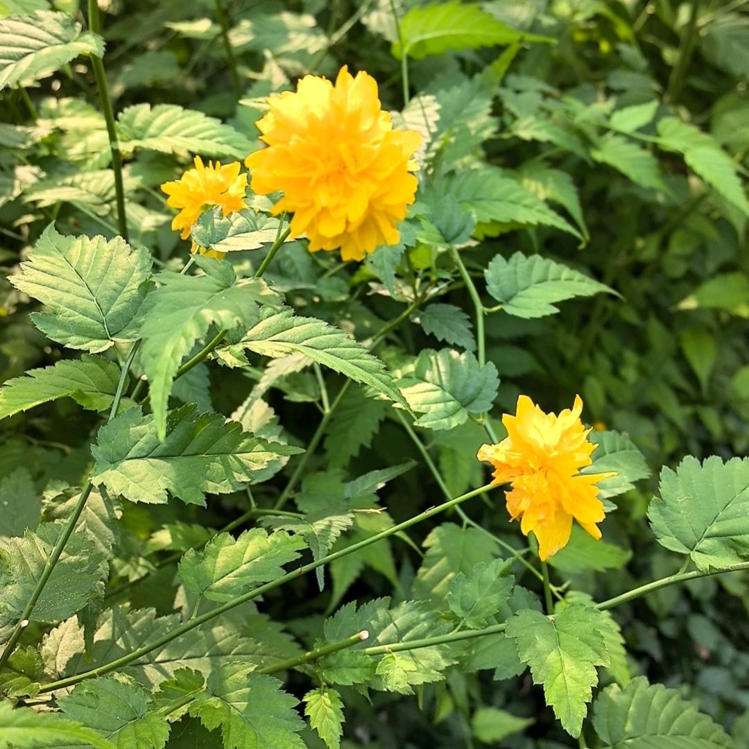 五洲数码优选