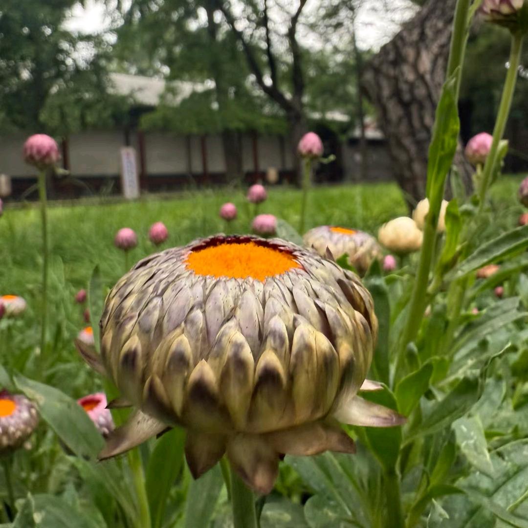 花开有时落 英雄会暮年