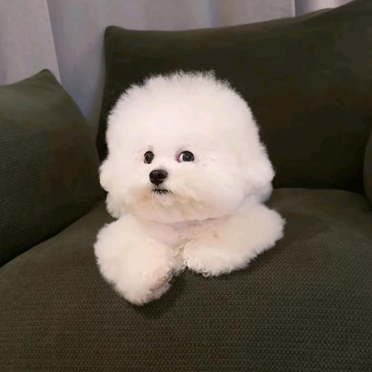 xiao（强）✌︎' ֊'