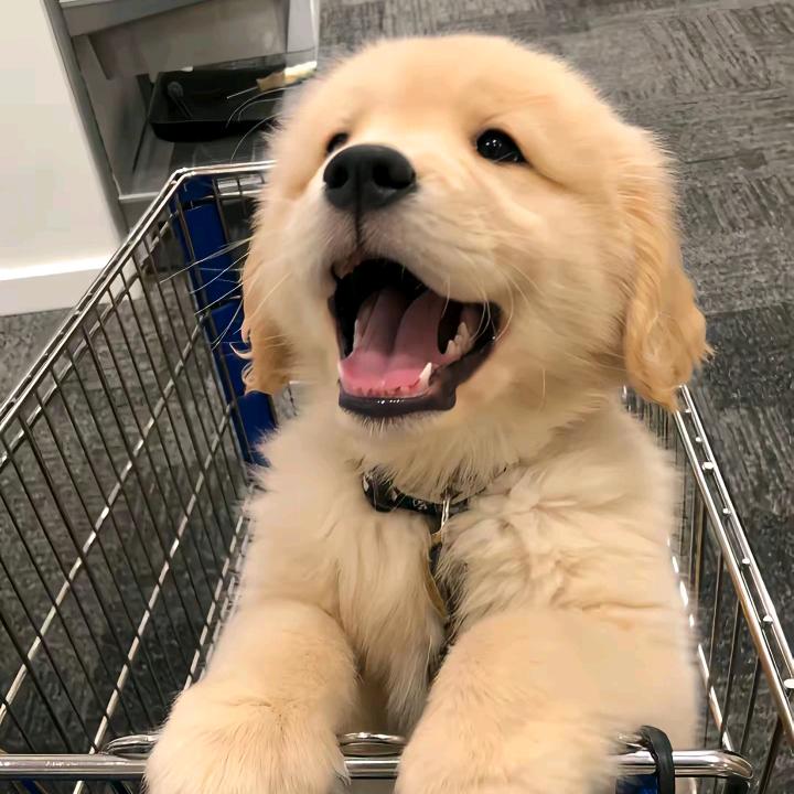 番茄那个小土豆