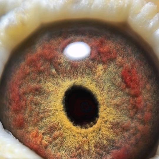 扶摇直上九万里风鹏正举