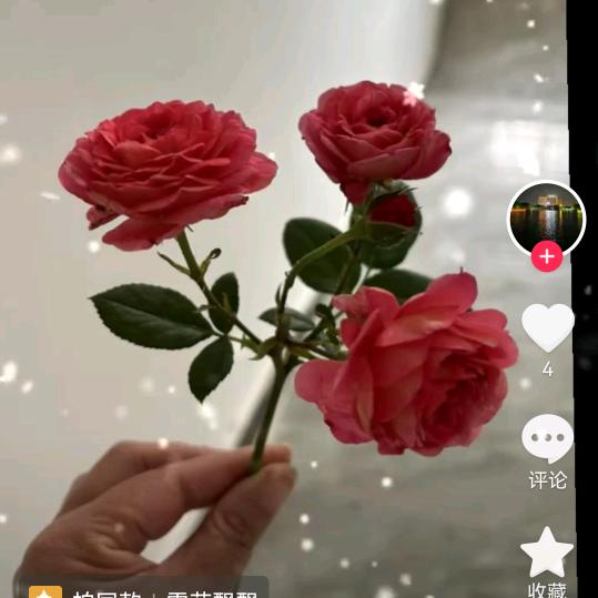 看🌹淡🌹一🌹切🌹
